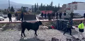 Firari angus kaldırımda yürüyen vatandaşı yaraladı