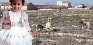 Konya’da 2 yaşındaki Rana’nın başıboş köpek saldırısında ölmesine ilişkin İçişleri Bakanlığı iki müfettiş gönderdi.