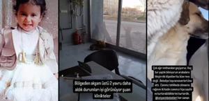 Konya’da Sokak Köpekleri Tarafından Parçalanan 2 Yaşındaki Kızın Vahşi Ölümü