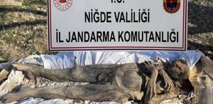 Niğde’de Orta Çağ dönemine ait mumya satmaya çalışan 6 kişi yakalandı