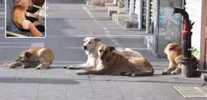 Küçük çocuk, sokak köpeğinin saldırısında ölümden döndü