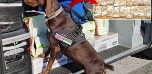 Tıra gizlenen 15 milyon lira dedektör köpekten kaçamadı