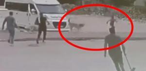 Sokak köpeklerinin saldırdığı çocuğu esnaf son anda kurtardı