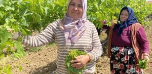 Kilosunu 70 TL’ye satıyorlar hiç masrafı yok