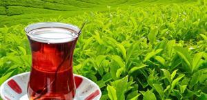 Tarım ve Orman Bakanlığı yaş çay alım fiyatını duyurdu