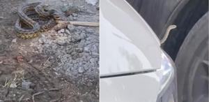 İlçeyi yılanlar bastı Belediye araç motorlarından, binalardan topluyor
