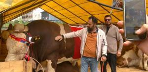 Şampiyon danasını satmaktan vazgeçti: Cumhurbaşkanına hediye edeceğim