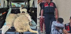 Kurbanlıkları çalan çift yakayı ele verdi