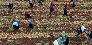 Hasat başladı, aylık kazançları 100 bin lirayı buluyor