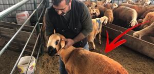 Sivas Kangal kuzuları hem renkleri hem de lezzetleriyle dikkat çekiyor