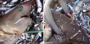 Mersin’de 8 köpekbalığı ağa takıldı