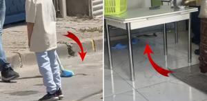 İstanbul’da 7 ilçede yılan görüldü, vatandaşlar tedirgin