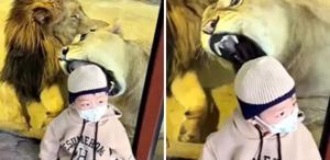Tüyler ürperten anlar Aslan küçük çocuğa saldırmaya çalıştı