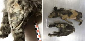 14 bin yıllık kurt yavruları buzlar altında mumyalanmış hâlde bulundu