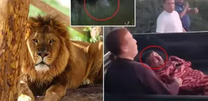 İlçe diken üstünde Firari aslan bir kişiyi yaralayıp kayıplara karıştı