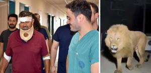 Aslan saldırısında yaralanan çiftçi Süleyman Kır: Aslana hakkımı helal ederim, bir suçu yok