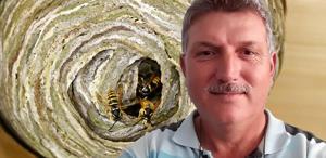 Hobi bahçesinde yaban arılarının yuvasını bozan vatandaşın acı sonu