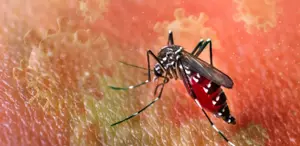 DSÖ’den “salgın“ uyarısı Chikungunya virüsü hızla yayılıyor, 5.6 milyar kişi risk altında