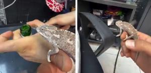 Sineklerle mücadele etmek için bukalemun beslemeye başladı