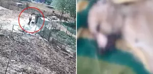 Bir köpeği işkenceyle katletti, diğerinin boğazını sıkıp derisini yüzdü