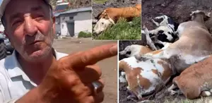 Yetkililer buna ne diyecek Şap hastalığının vurduğu ilimizde vatandaştan olay sözler
