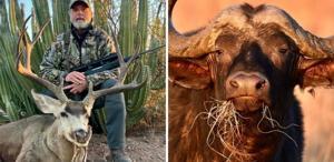 ABD’li milyarder avcı, 1.5 tonluk buffalo tarafından öldürüldü