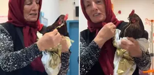 Tavuğunu devlet hastanesine götürdü, personelin cevabıyla hayal kırıklığına uğradı