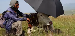 Şap hastalığının pençesinde kıvranan Ardahan’da çaresizliğin fotoğrafı