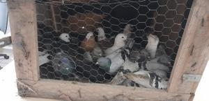 Kesinleşmiş hapis cezası bulunan hükümlü, kümeste yakalandı