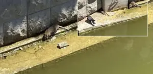 Türkiye’nin Venedik’ini fareler bastı