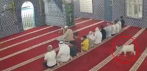Mardin’de cemaat namaz kılarken camiye oğlak girdi