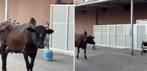 Çiftlikten kaçan inek hastanenin acil servisine girdi