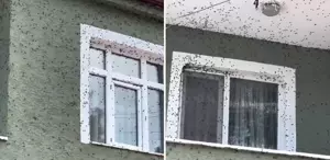 Kahverengi kokarca böceği mahalleyi sardı