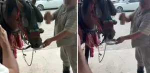 Düğünde ata alkollü içki içirdiler