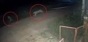 Zincirlerinden kurtulan aslan, 11 yaşındaki çocuğu ağır yaraladı