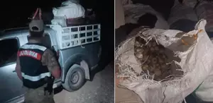 Endemik dağ sarımsağı toplayan kişiye 557 bin lira ceza