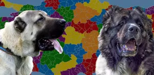 Karslılar ile Sivaslılar karşı karşıya: Kangal mı yoksa Kafkas çoban köpeği mi
