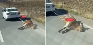Ölü ineği aracına bağlayıp kilometrelerce sürükledi