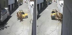 Ahırdan kaçan öfkeli boğa hıncını arabadan çıkardı