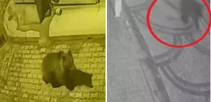 Aç kalan ayı sokaklara indi, köpekler kovaladı İlginç anlar kameralarda