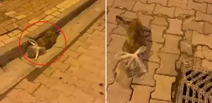 Bunun adı saf kötülük Kedinin başına poşet bağladılar