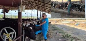 Aydın’da şap hastalığı kabusu Çok sayıda mahalle karantinaya alındı