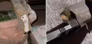 Demir profile sıkışan kedi böyle kurtarıldı