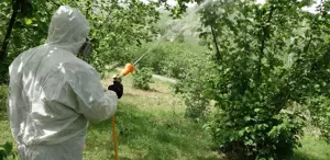 Kahverengi bela dünya ticaretinde lider olduğumuz ürünü de vurdu Rekolte dibi gördü
