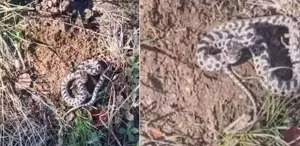 Mantar toplarken dünyanın en zehirli yılanıyla burun buruna geldi