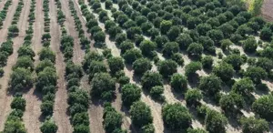 Mandalina tarlada tek haneye düştü, marketten 70 liraya alıyoruz