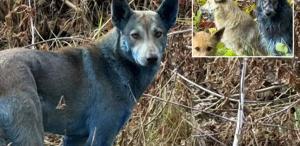 Çernobil’de köpekler aniden maviye döndü Bilim insanları alarma geçti