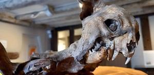 Kilisenin duvarları arasından çıktı, tarihçileri dahi şaşırttı