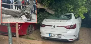 Devrilen ağaç araçları ezdi geçti