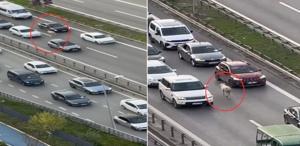 Nereden çıktığını kimse anlamadı Trafiği birbirine kattı